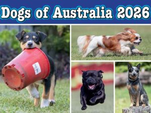 Dogs of Australia 2026