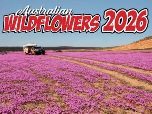 Australian Wildflowers 2026