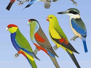Slater Bird Field Guide to Australian Birds