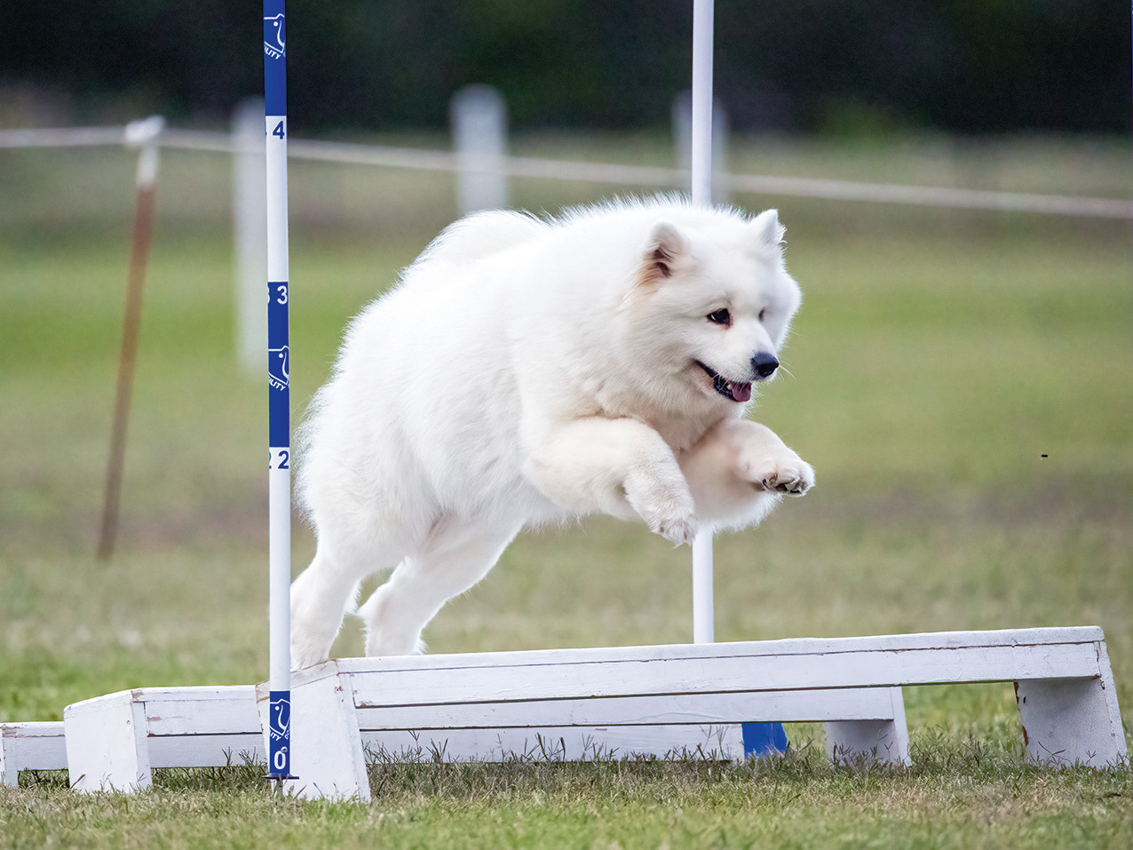 Dogs of Australia 2027 - Image 5