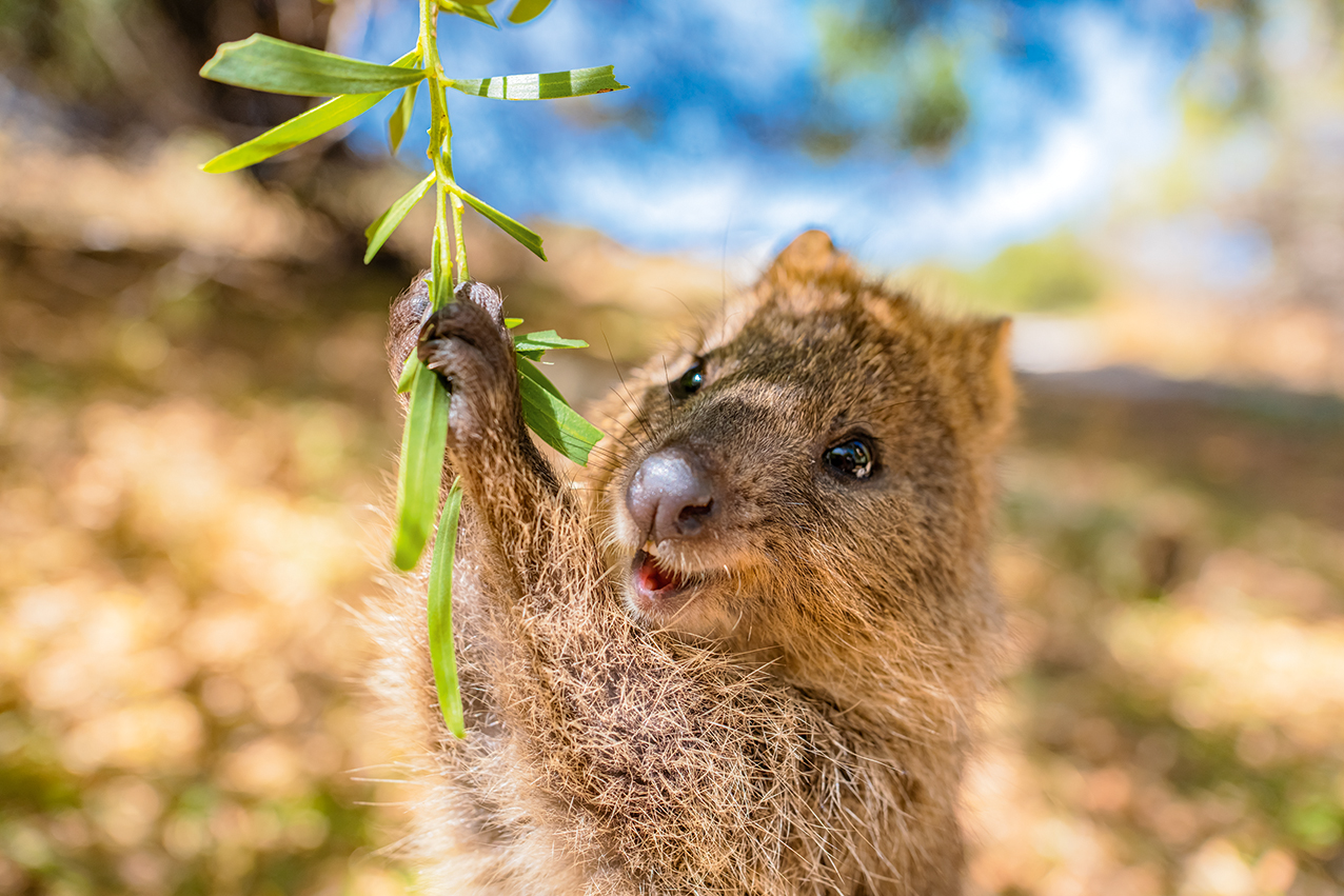 Australia’s Flora & Fauna 2027 - Image 5
