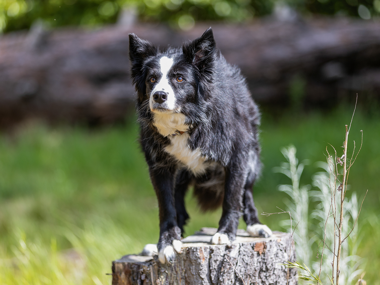 Dogs of Australia 2027 - Image 4