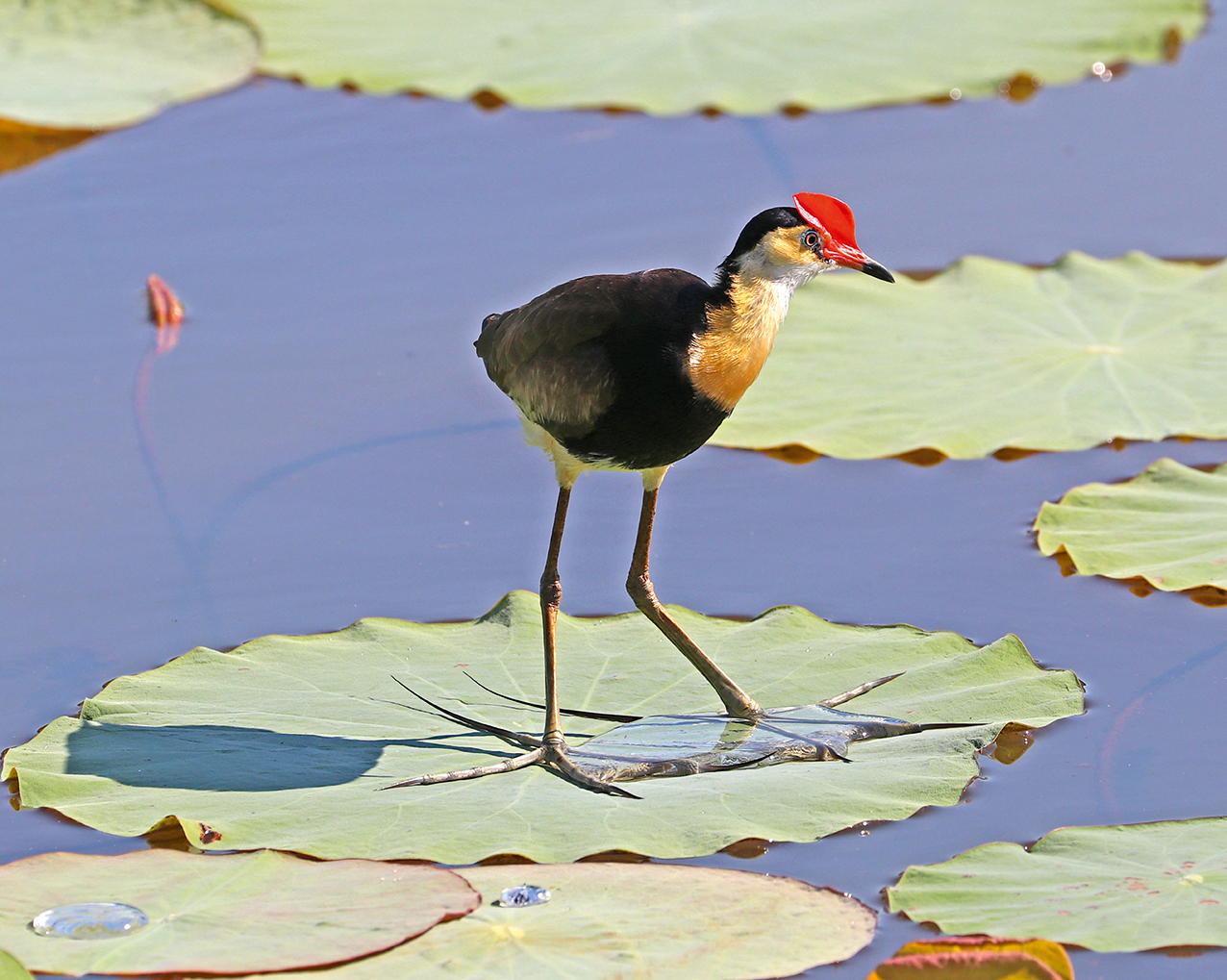 Outback Australia 2027 - Image 4