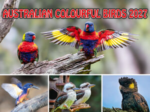 Australian Colourful Birds 2027