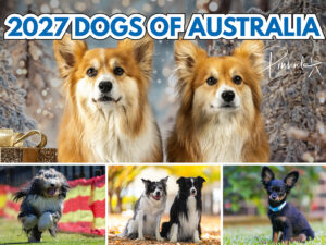 Dogs of Australia 2027