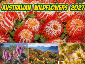 Austalian Wildflowers 2027