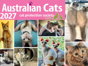 Australian Cat Calendar 2027