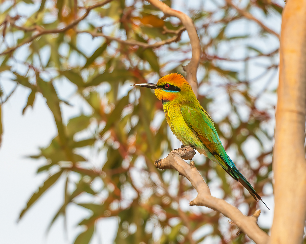 Australian Colourful Birds 2027 - Image 3
