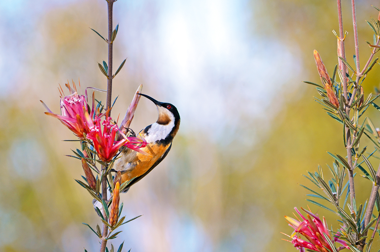 Australian Colourful Birds 2027 - Image 4