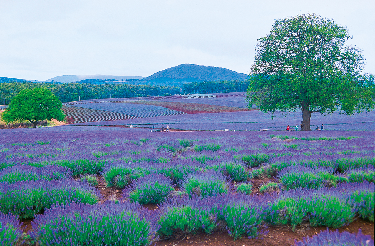 Blooming Australia 2027 - Image 5